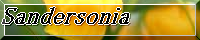 SandersonialcsȅTCglł